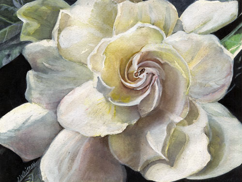 Fibonachi's Gardenia